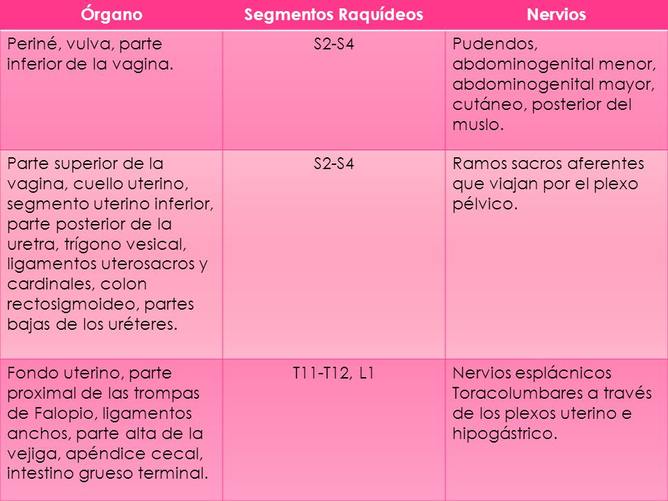 Órgano Segmentos Raquídeos. Nervios. Periné, vulva, parte inferior de la vagina. S2-S4.
