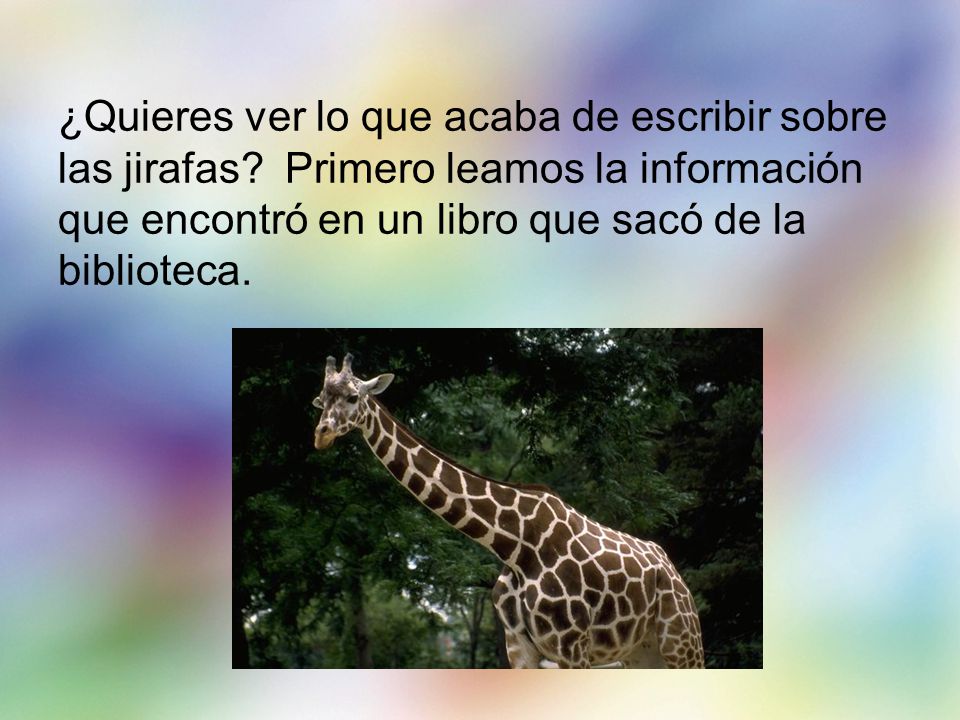 ¿Quieres ver lo que acaba de escribir sobre las jirafas