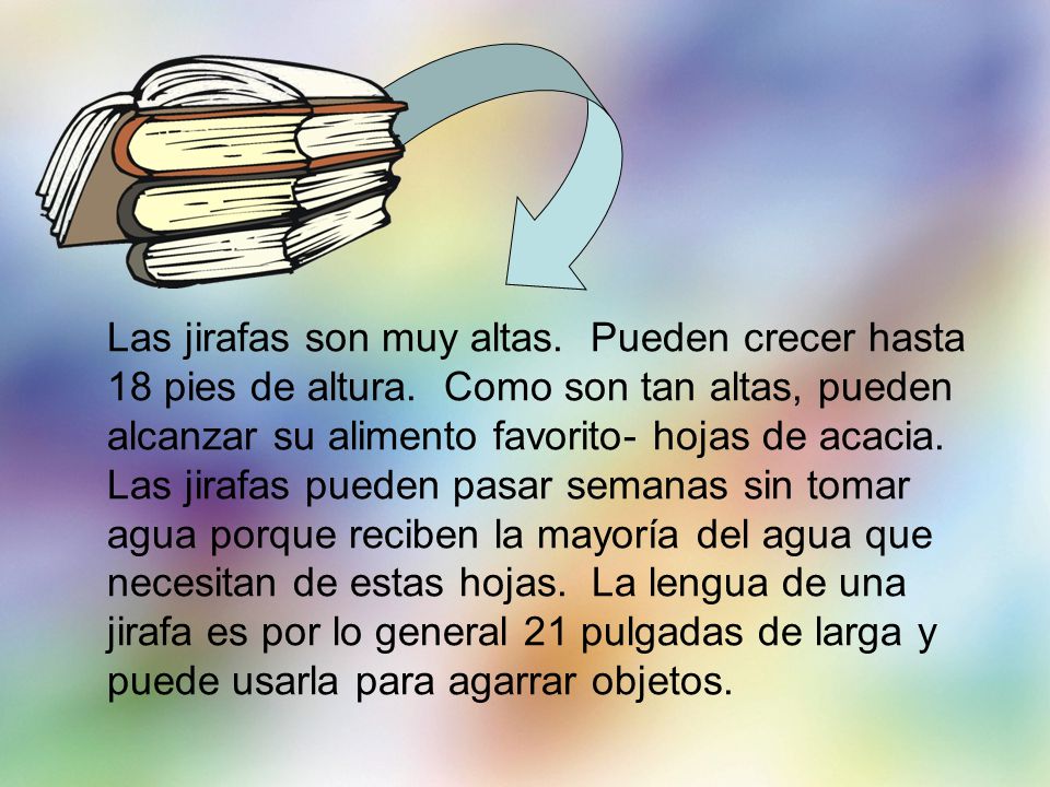 Las jirafas son muy altas. Pueden crecer hasta 18 pies de altura