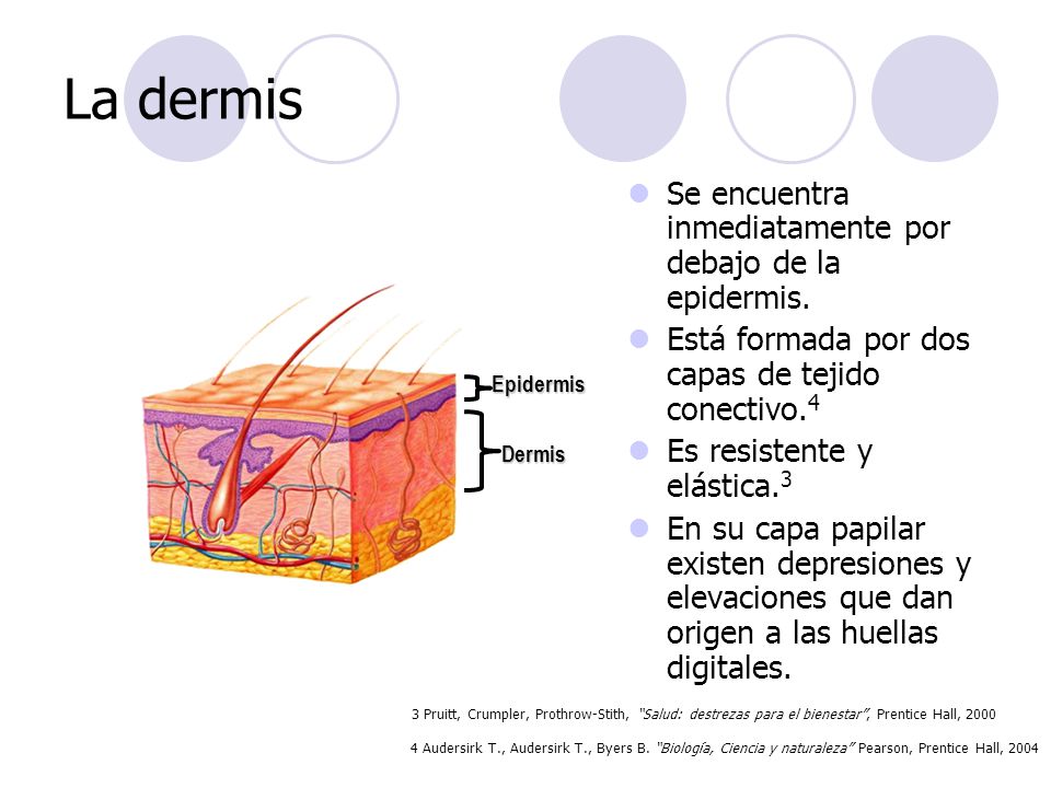 La dermis Se encuentra inmediatamente por debajo de la epidermis.