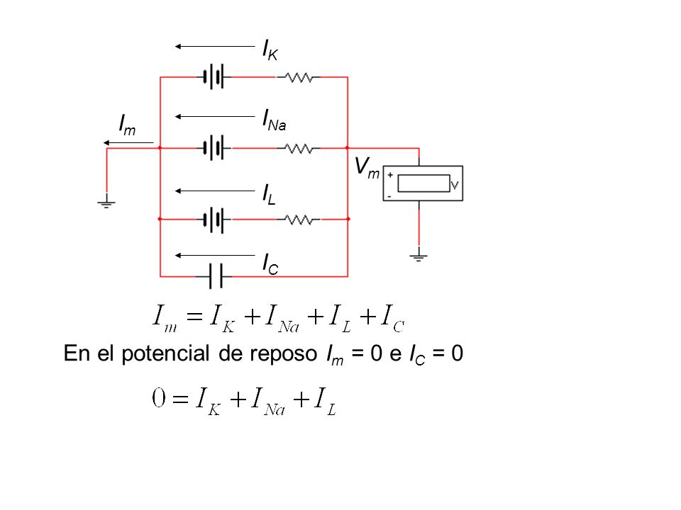 IK INa Im Vm IL IC En el potencial de reposo Im = 0 e IC = 0