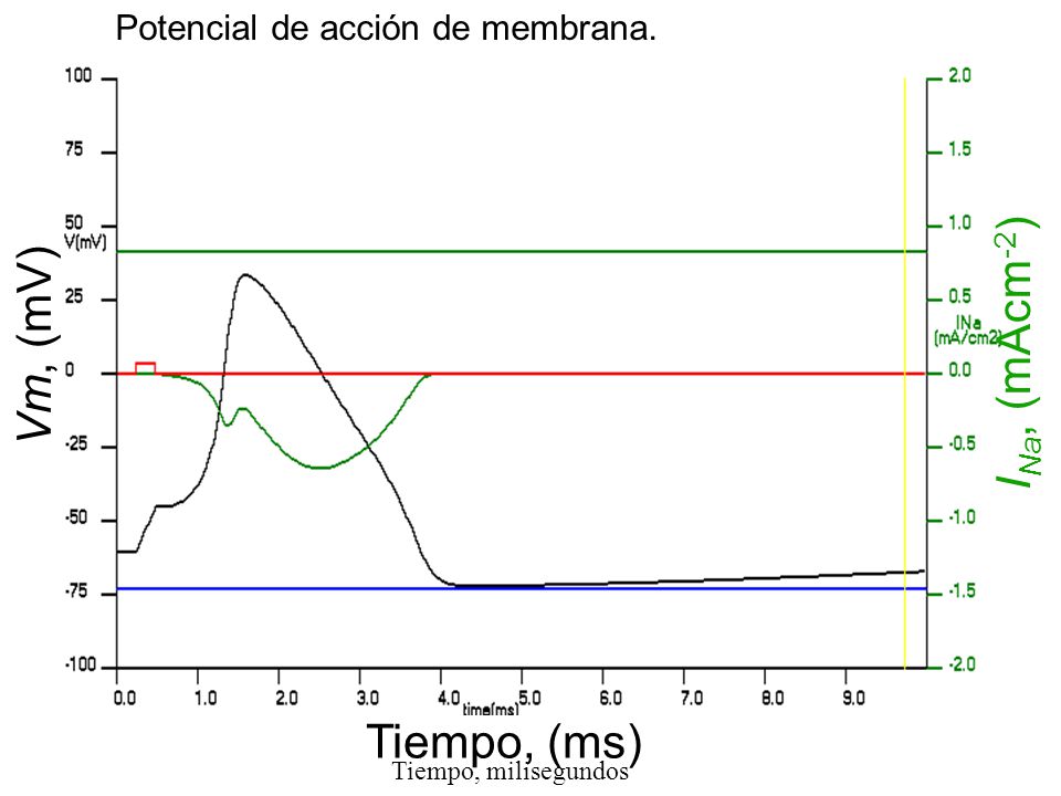 INa, (mAcm-2) Vm, (mV) Tiempo, (ms) Potencial de acción de membrana.