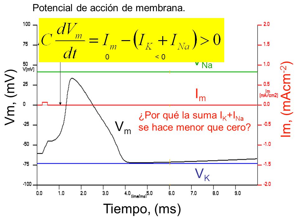 VNa Im, (mAcm-2) Vm, (mV) Im Vm VK Tiempo, (ms)