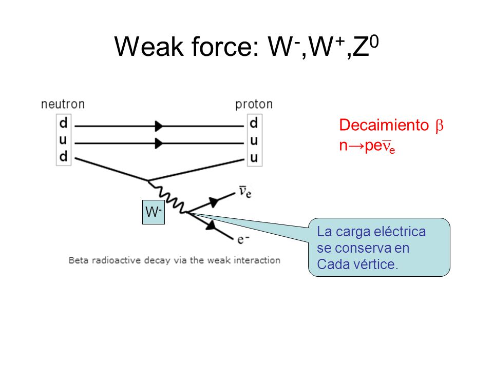 Weak force: W-,W+,Z0 Decaimiento b n→pene W- La carga eléctrica