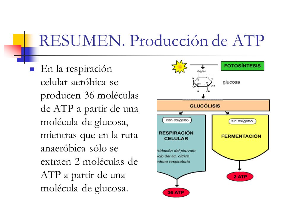 RESUMEN. Producción de ATP