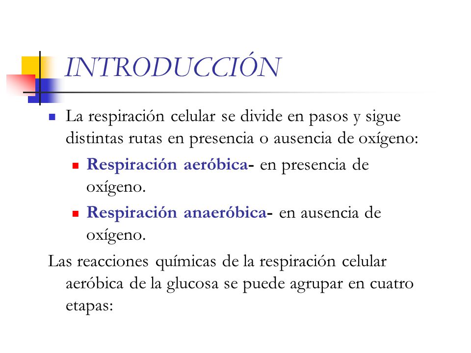 INTRODUCCIÓN La respiración celular se divide en pasos y sigue distintas rutas en presencia o ausencia de oxígeno: