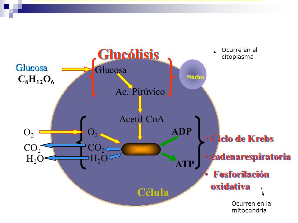 Glucólisis Célula Glucosa Glucosa C6H12O6 Ac. Pirúvico Acetil CoA O2