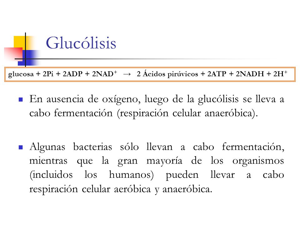Glucólisis glucosa + 2Pi + 2ADP + 2NAD+ → 2 Ácidos pirúvicos + 2ATP + 2NADH + 2H+