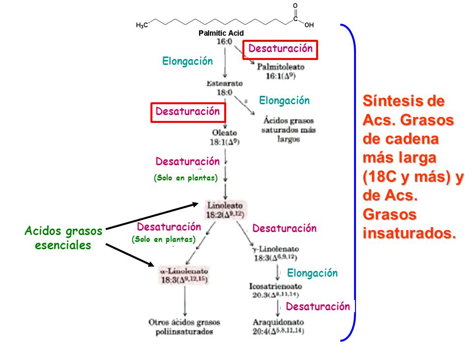Desaturación Elongación. (Solo en plantas) Síntesis de Acs. Grasos de cadena más larga (18C y más) y de Acs. Grasos insaturados.