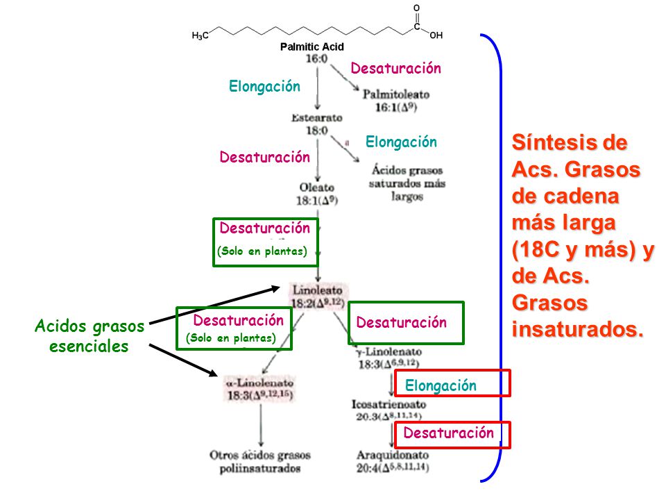 Desaturación Elongación. (Solo en plantas) Síntesis de Acs. Grasos de cadena más larga (18C y más) y de Acs. Grasos insaturados.