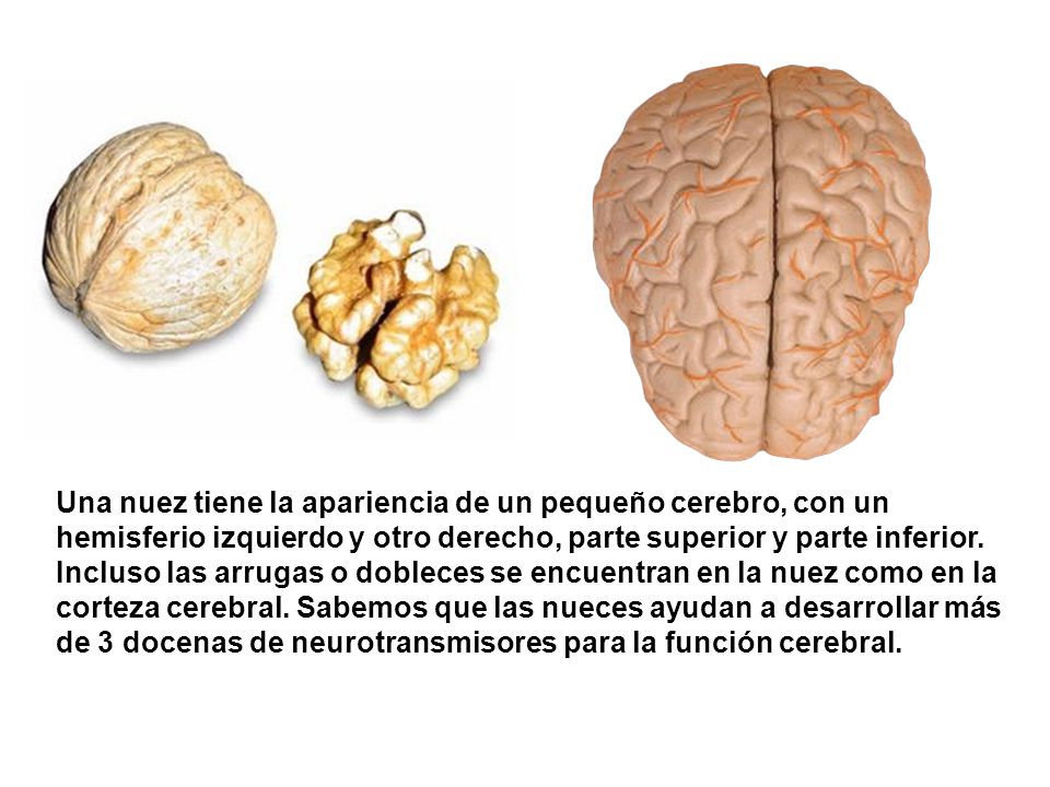 Una nuez tiene la apariencia de un pequeño cerebro, con un hemisferio izquierdo y otro derecho, parte superior y parte inferior.