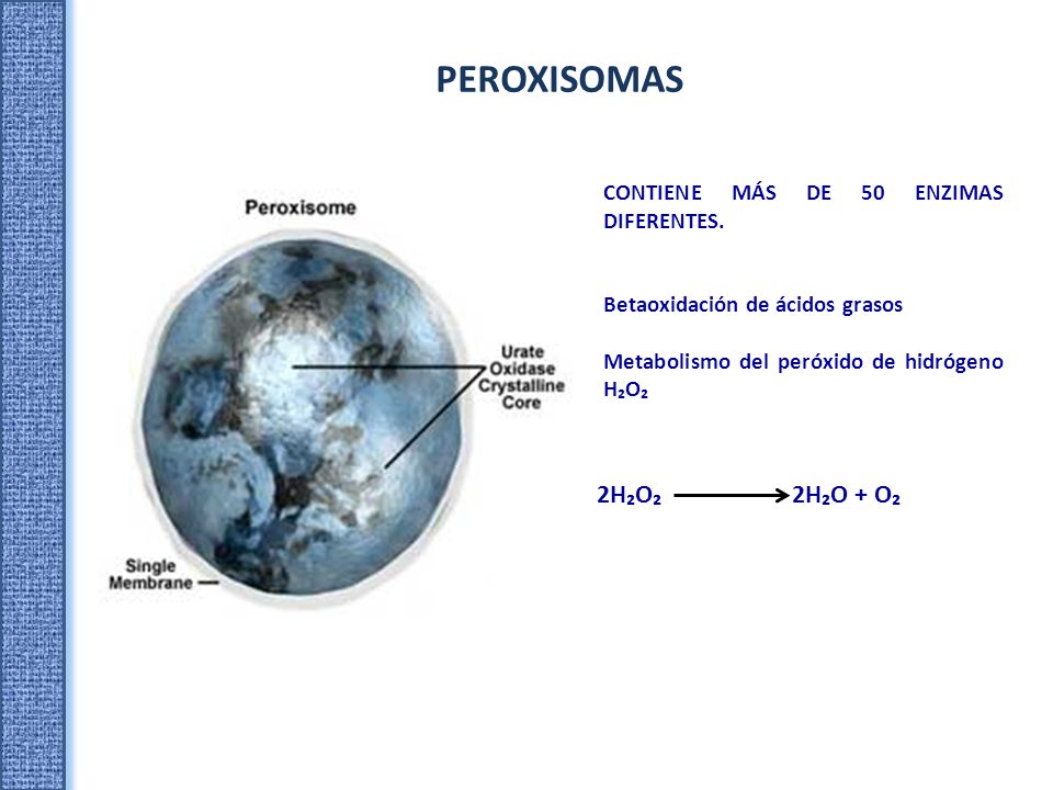 PEROXISOMAS 2H₂O₂ 2H₂O + O₂ CONTIENE MÁS DE 50 ENZIMAS DIFERENTES.