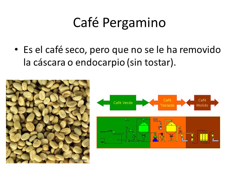 Café Pergamino Es el café seco, pero que no se le ha removido la cáscara o endocarpio (sin tostar).