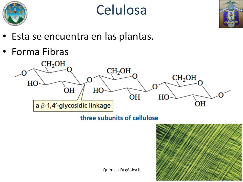 Celulosa Esta se encuentra en las plantas. Forma Fibras