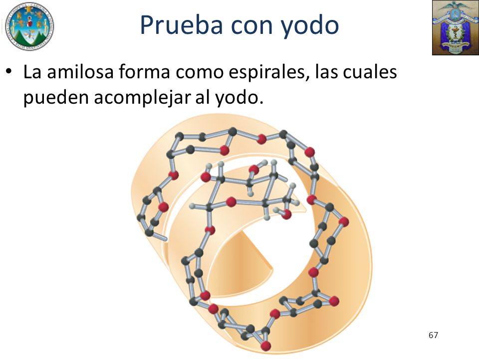 Prueba con yodo La amilosa forma como espirales, las cuales pueden acomplejar al yodo.