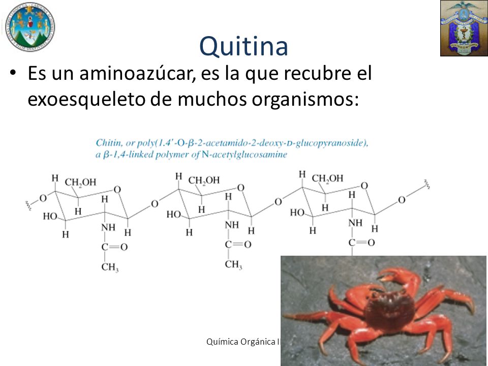 Quitina Es un aminoazúcar, es la que recubre el exoesqueleto de muchos organismos: