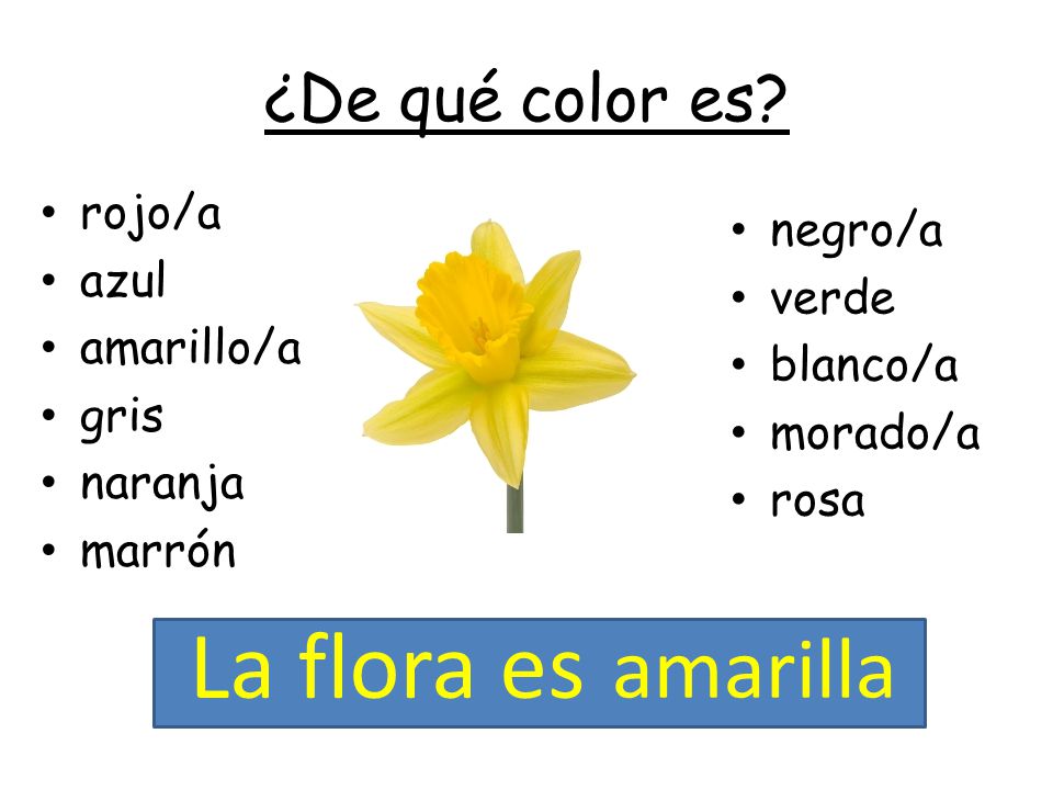La flora es amarilla ¿De qué color es rojo/a negro/a azul verde