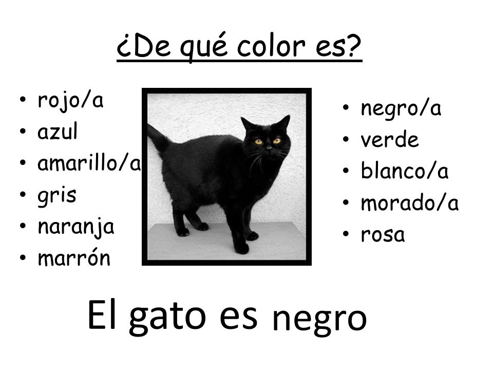 El gato es negro ¿De qué color es rojo/a negro/a azul verde