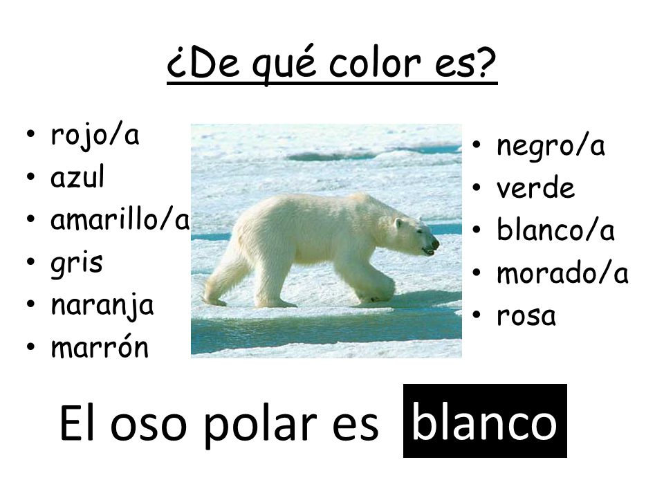 El oso polar es blanco ¿De qué color es rojo/a negro/a azul verde