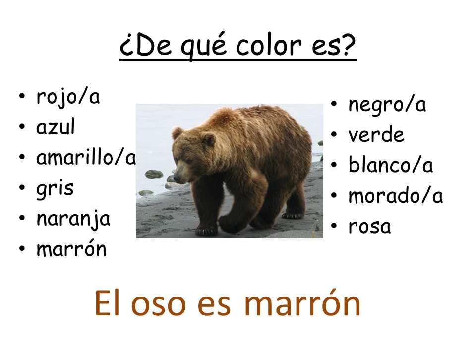 El oso es marrón ¿De qué color es rojo/a negro/a azul verde