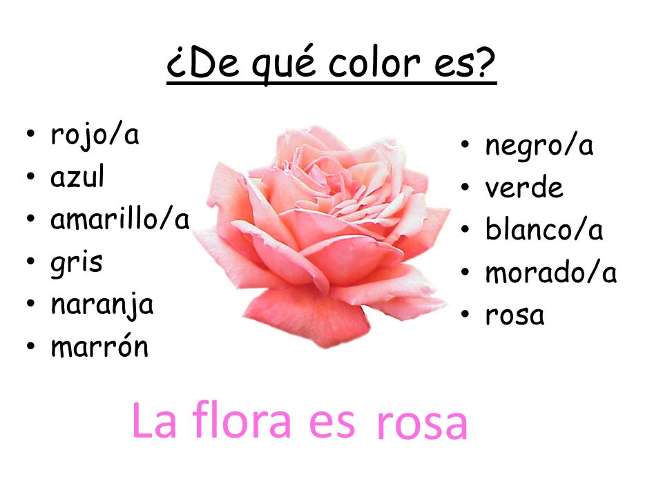 La flora es rosa ¿De qué color es rojo/a negro/a azul verde