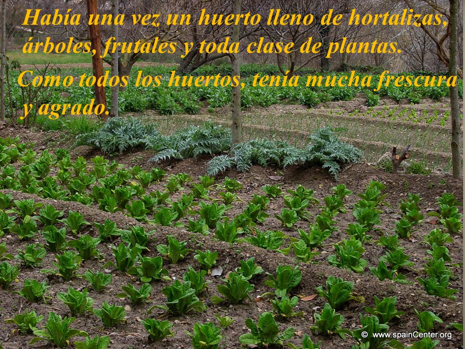 Había una vez un huerto lleno de hortalizas, árboles, frutales y toda clase de plantas.