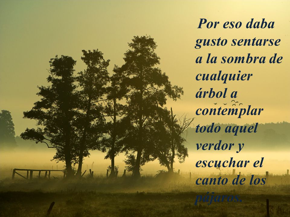 Por eso daba gusto sentarse a la sombra de cualquier árbol a contemplar todo aquel verdor y escuchar el canto de los pájaros.