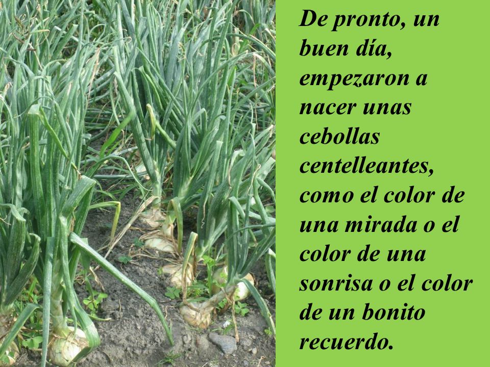 De pronto, un buen día, empezaron a nacer unas cebollas centelleantes, como el color de una mirada o el color de una sonrisa o el color de un bonito recuerdo.