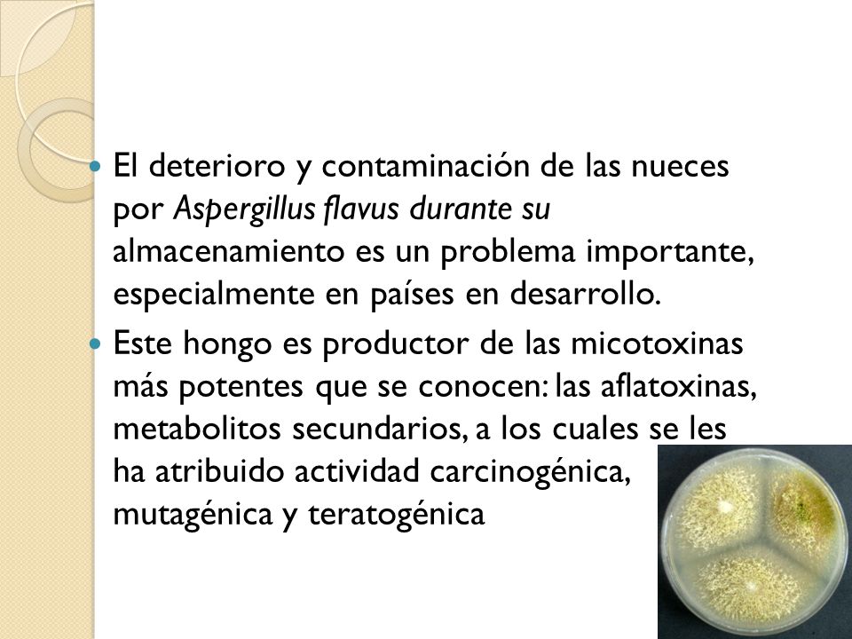 El deterioro y contaminación de las nueces por Aspergillus flavus durante su almacenamiento es un problema importante, especialmente en países en desarrollo.