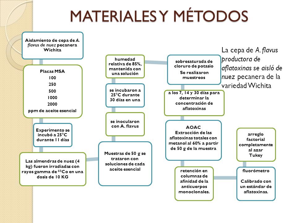 MATERIALES Y MÉTODOS Aislamiento de cepa de A. flavus de nuez pecanera Wichita. Placas MSA