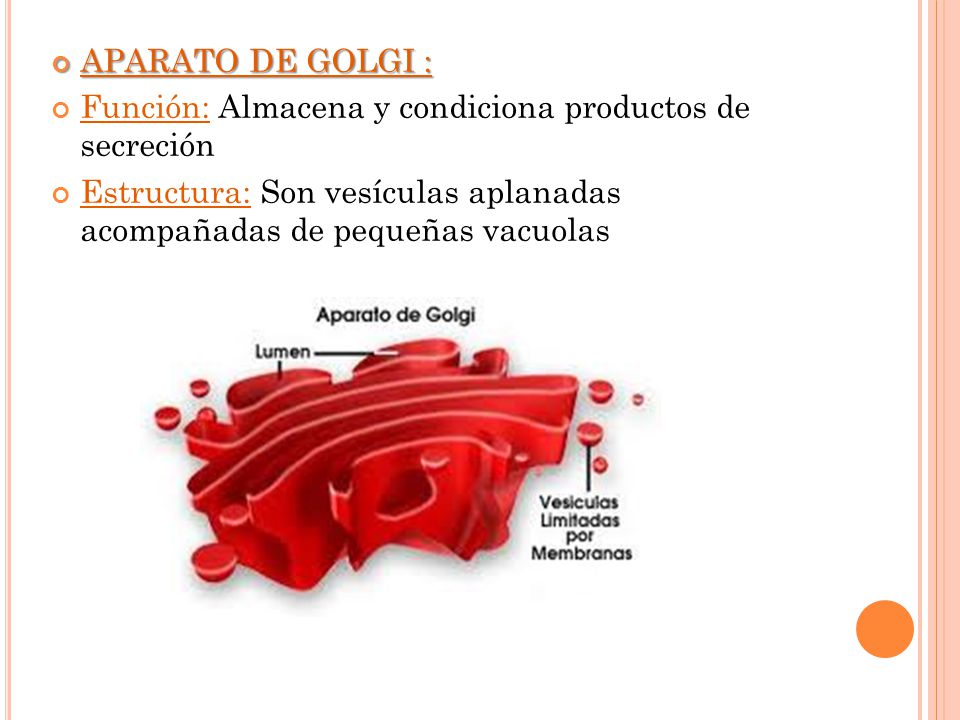 APARATO DE GOLGI : Función: Almacena y condiciona productos de secreción.
