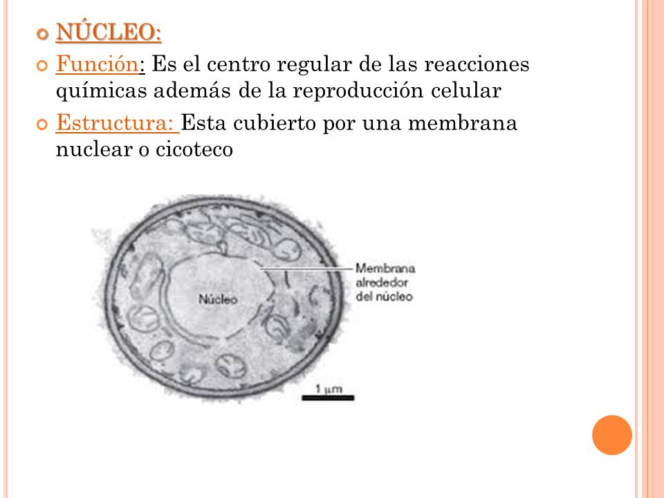 NÚCLEO: Función: Es el centro regular de las reacciones químicas además de la reproducción celular.