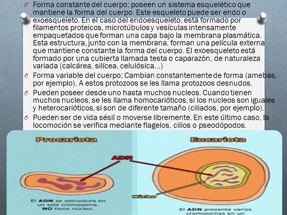 Forma constante del cuerpo; poseen un sistema esquelético que mantiene la forma del cuerpo. Este esqueleto puede ser endo o exoesqueleto. En el caso del endoesqueleto, está formado por filamentos proteicos, microtúbulos y vesículas intensamente empaquetados que forman una capa bajo la membrana plasmática. Esta estructura, junto con la membrana, forman una película externa que mantiene constante la forma del cuerpo. El exoesqueleto está formado por una cubierta llamada testa o caparazón, de naturaleza variada (calcárea, silícea, celulósica...)
