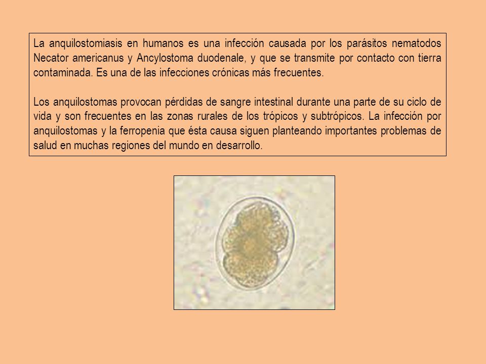 La anquilostomiasis en humanos es una infección causada por los parásitos nematodos Necator americanus y Ancylostoma duodenale, y que se transmite por contacto con tierra contaminada. Es una de las infecciones crónicas más frecuentes.