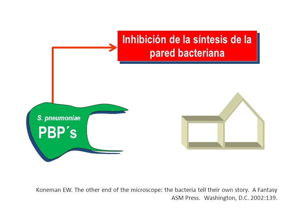 Inhibición de la síntesis de la pared bacteriana