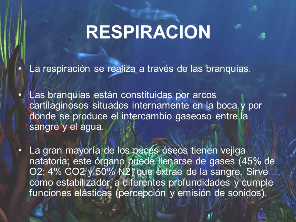 RESPIRACION La respiración se realiza a través de las branquias.