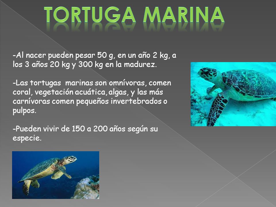 Tortuga marina -Al nacer pueden pesar 50 g, en un año 2 kg, a los 3 años 20 kg y 300 kg en la madurez.