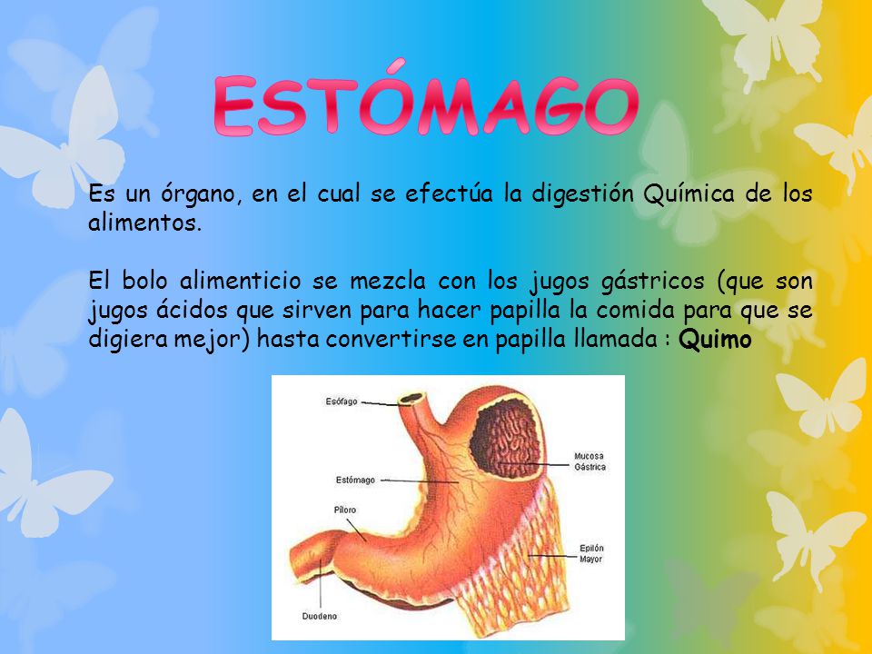 ESTÓMAGO Es un órgano, en el cual se efectúa la digestión Química de los alimentos.