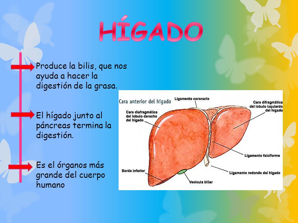 HÍGADO Produce la bilis, que nos ayuda a hacer la digestión de la grasa. El hígado junto al páncreas termina la digestión.