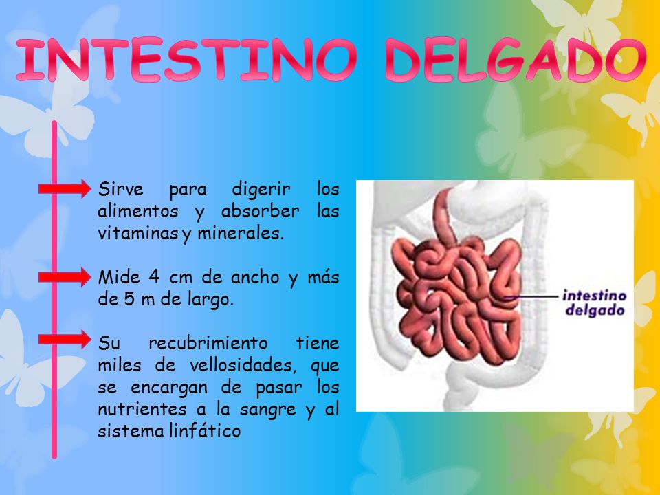 INTESTINO DELGADO Sirve para digerir los alimentos y absorber las vitaminas y minerales. Mide 4 cm de ancho y más de 5 m de largo.