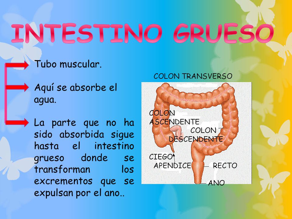 INTESTINO GRUESO Tubo muscular. Aquí se absorbe el agua.