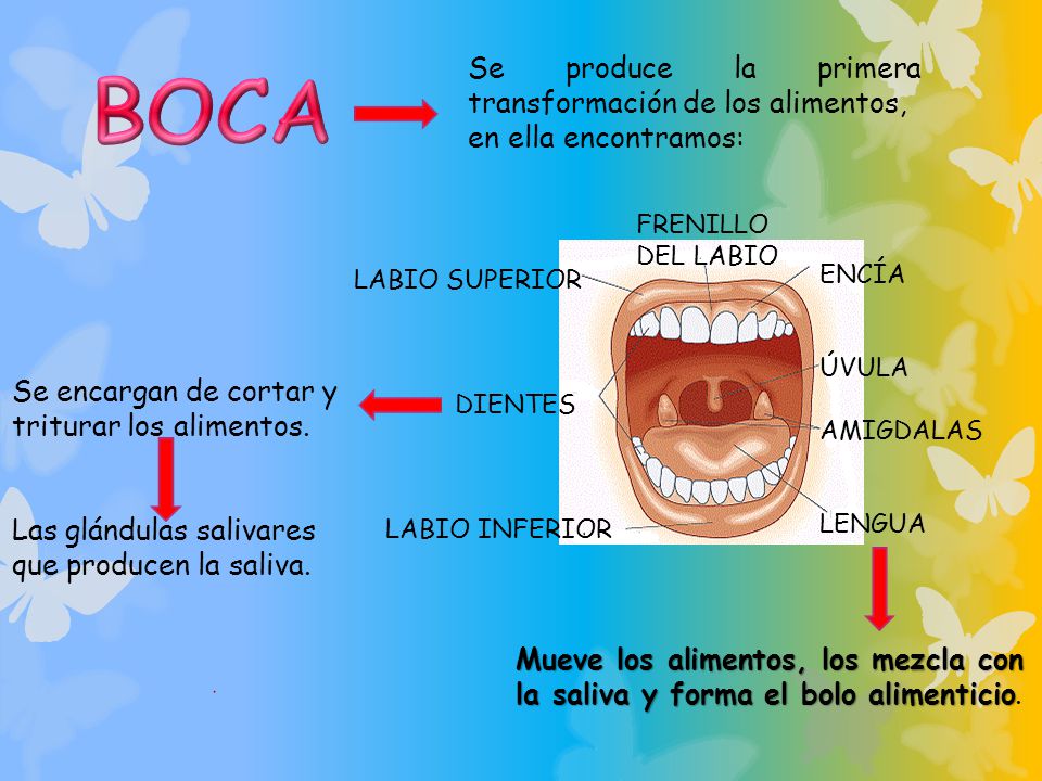 BOCA Se produce la primera transformación de los alimentos,
