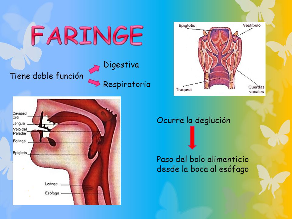 FARINGE Digestiva Respiratoria Tiene doble función Ocurre la deglución