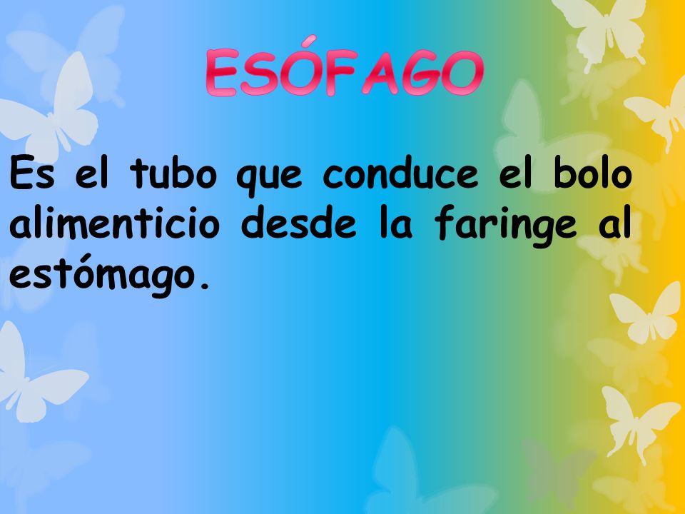 ESÓFAGO Es el tubo que conduce el bolo alimenticio desde la faringe al estómago.