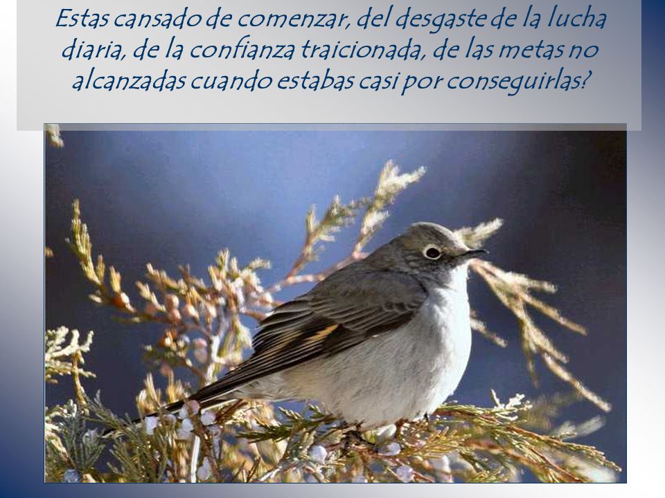 Estas cansado de comenzar, del desgaste de la lucha diaria, de la confianza traicionada, de las metas no alcanzadas cuando estabas casi por conseguirlas