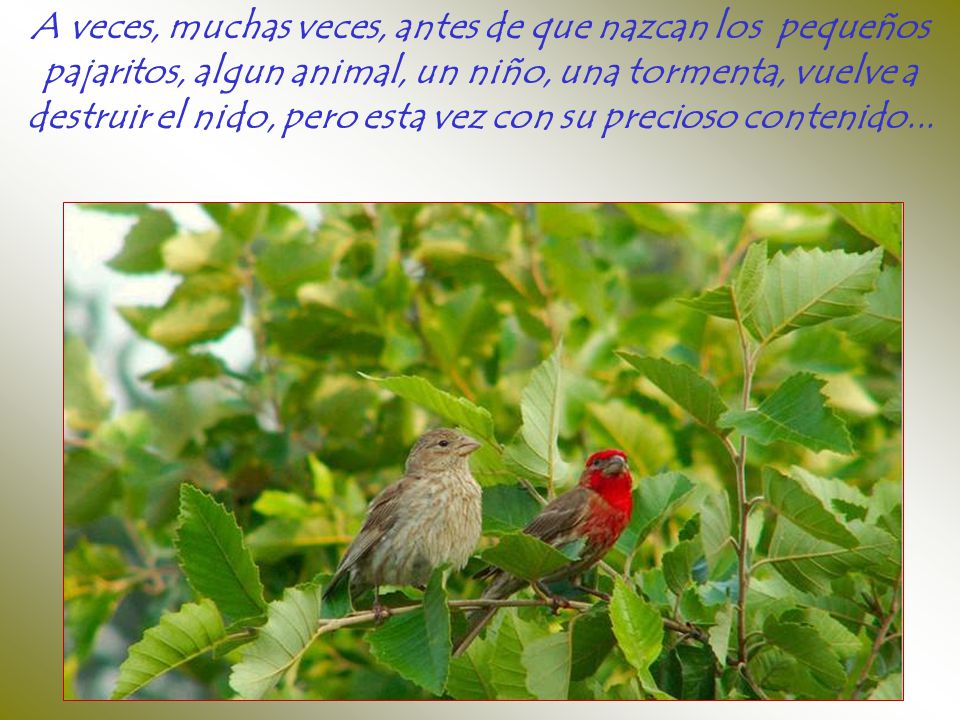 A veces, muchas veces, antes de que nazcan los pequeños pajaritos, algun animal, un niño, una tormenta, vuelve a destruir el nido, pero esta vez con su precioso contenido...
