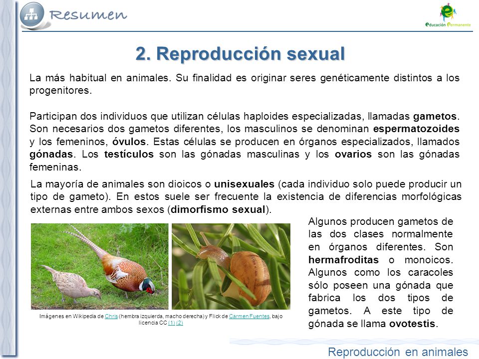 2. Reproducción sexual La más habitual en animales. Su finalidad es originar seres genéticamente distintos a los progenitores.