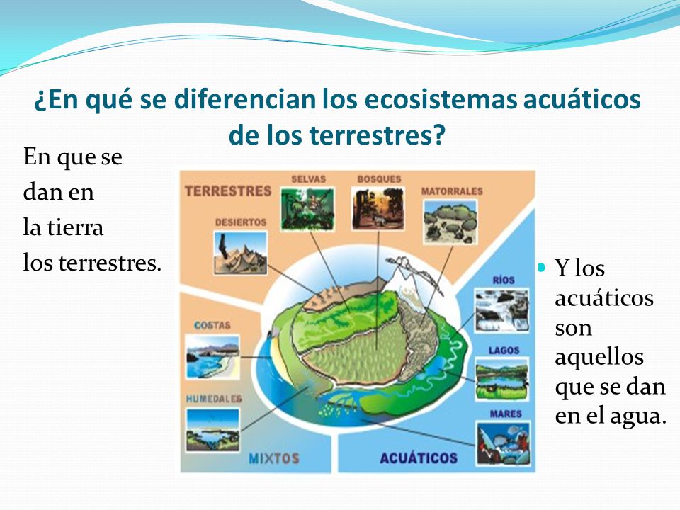¿En qué se diferencian los ecosistemas acuáticos de los terrestres