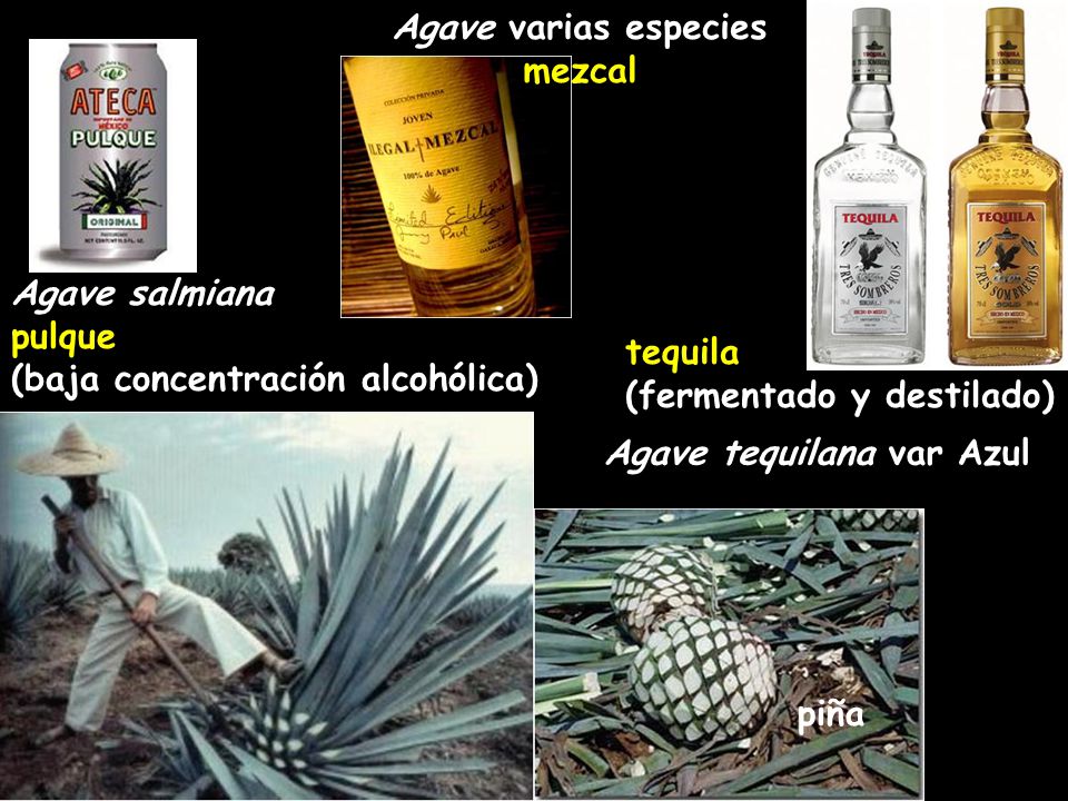 Agave varias especies mezcal. Agave salmiana. pulque. (baja concentración alcohólica) tequila. (fermentado y destilado)