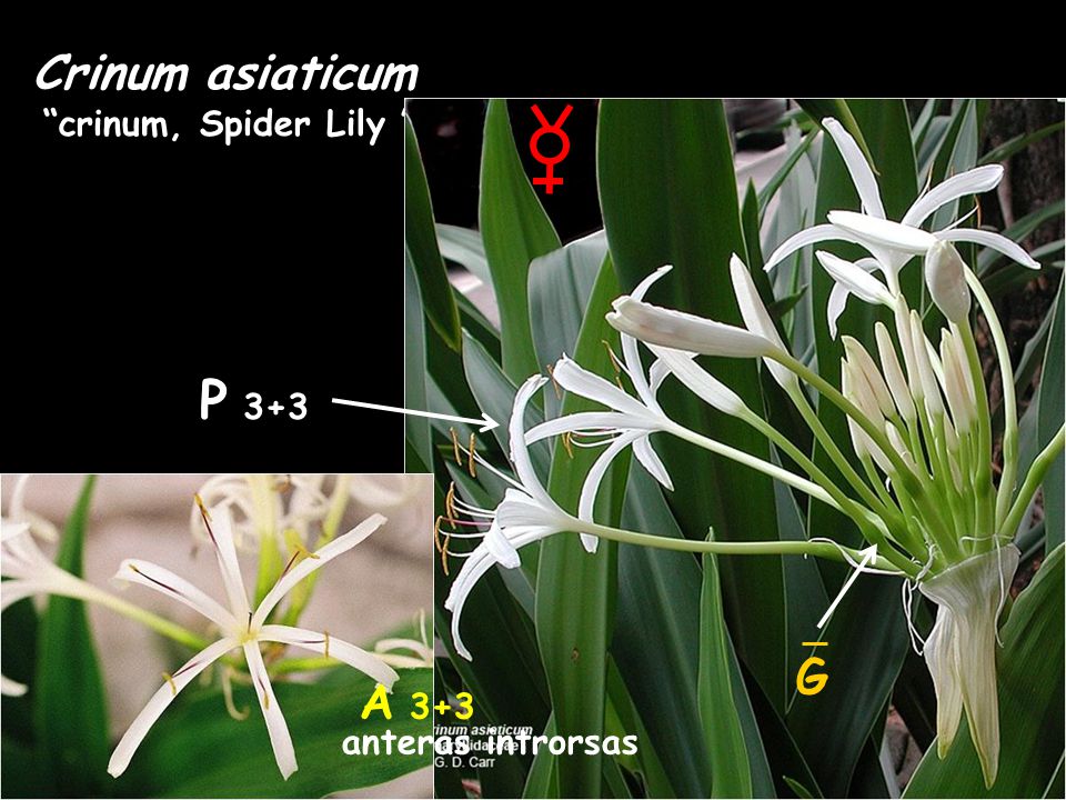 P 3+3 Crinum asiaticum G A 3+3 crinum, Spider Lily